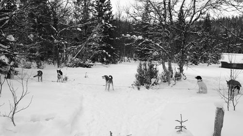 Bare trees in winter