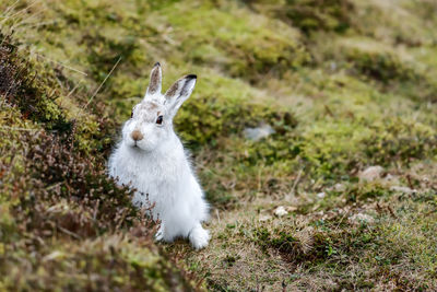 A mountain hare in winter fur