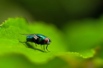 Close-up of fly on leaf