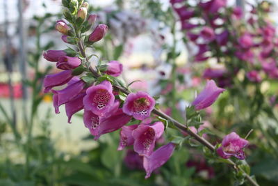 Close-up of pink flower