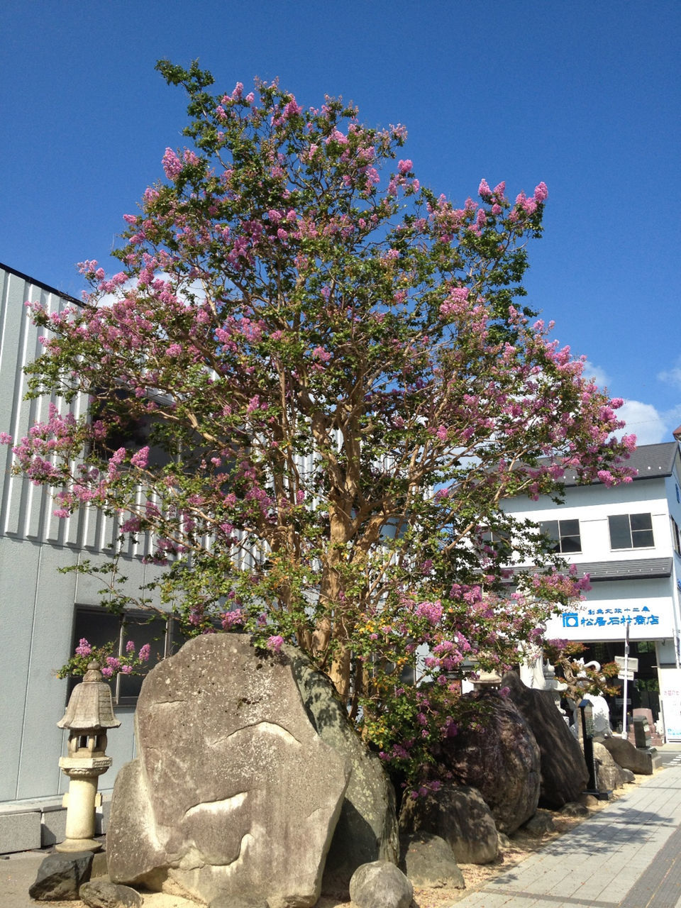 building exterior, built structure, architecture, tree, flower, clear sky, house, low angle view, growth, sunlight, blue, sky, residential structure, day, plant, nature, residential building, outdoors, beauty in nature, no people