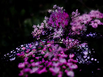 Close-up of purple flowers