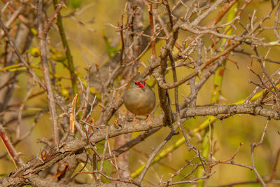 Close-up of bird perching on branch