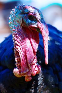 Close-up of a bird