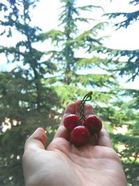 Close-up of hand holding cherries against tree