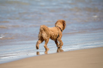 Dog running on beach