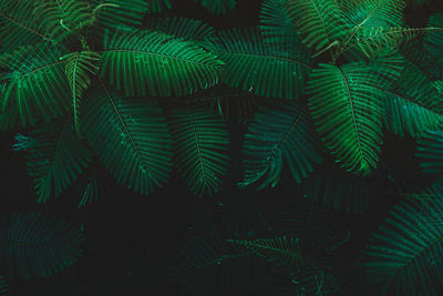 Full frame shot of palm tree leaves