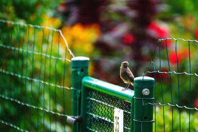 Close-up of bird perching on fence