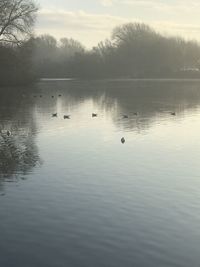 Ducks swimming in lake