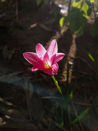 Close-up of pink crocus flower