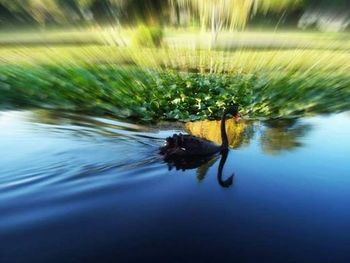 Reflection of trees in water