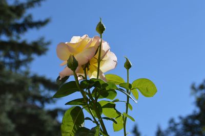 Low angle view of flowering plant against sky