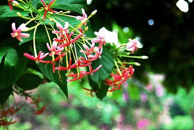 Close-up of red flowers blooming on tree