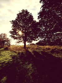 Trees on field against sky