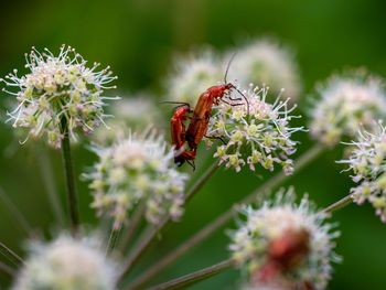 Close-up of insect on flower