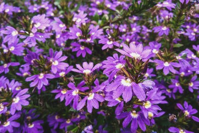 Close-up of purple flowering plants