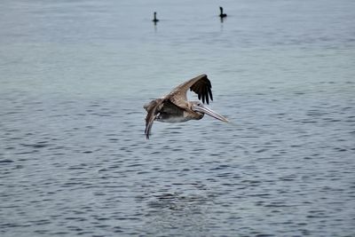 Pelican flying over sea