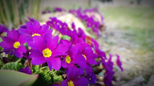 Close-up of purple flowering plant