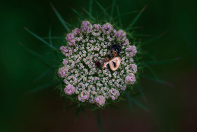 Digital composite image of sensuous naked woman lying on pink flower