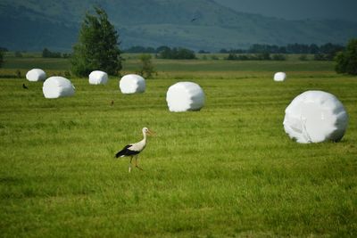 Flock of birds on field