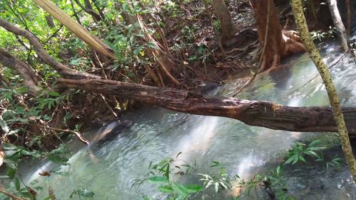 Scenic view of waterfall in forest