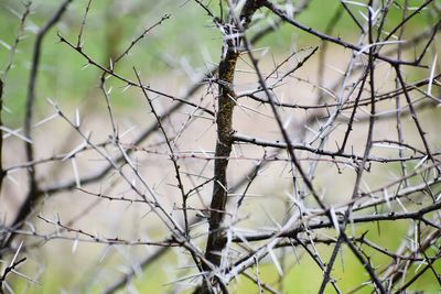 Close-up of branches against blurred background
