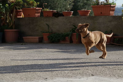 Dog standing on road in city