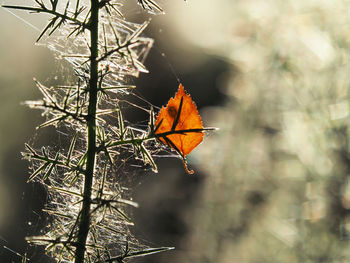 Close-up of butterfly on tree