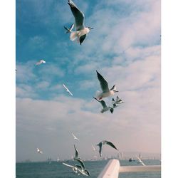 Low angle view of seagulls flying over sea against sky