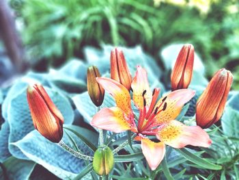 Close-up of flowers blooming outdoors