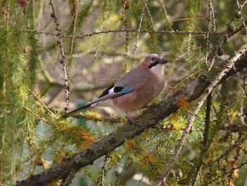 Low angle view of bird perching on tree