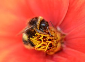 Close-up of bee pollinating on red flower