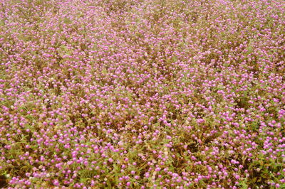 Full frame shot of pink flowering plants on field