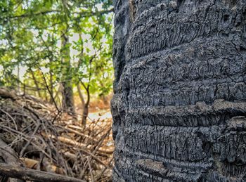 Close-up of tree trunk