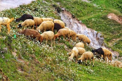 Sheep grazing in a field