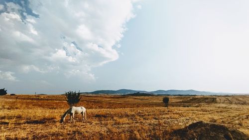 Rear view of woman walking on field against sky