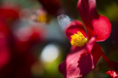 Close-up of pink flower