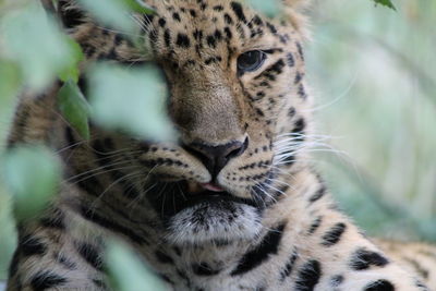 Close-up of a leopard