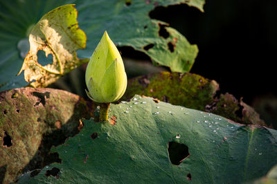 Close-up of fresh green leaves in water