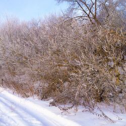 Bare trees on snow covered field