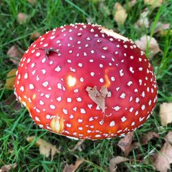 Close-up of fly agaric mushroom on field