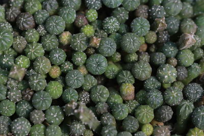 Full frame shot of raindrops on plants