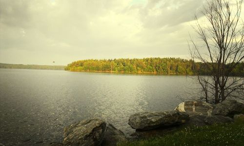 Bare trees on lakeshore against cloudy sky