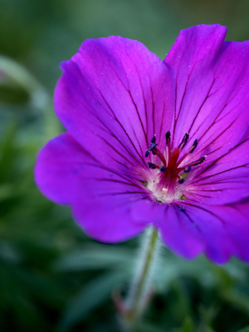 CLOSE-UP OF PURPLE PINK FLOWER