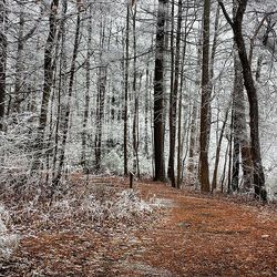 Trees in forest