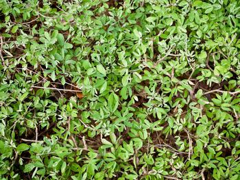 Full frame shot of plants