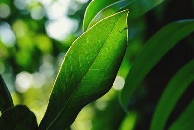 Close-up of plant