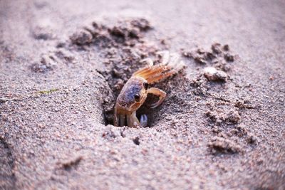 Close-up of crab on sand