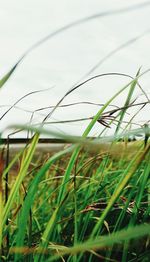 Close-up of crop in field