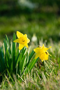 Close-up of yellow daffodil flowers on field